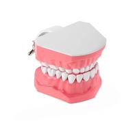 dentale Materiale didattico Strumento per l'educazione orale | Modello interattivo dentale per allenamento educativo per donne, ragazzi, ragazze, adolescenti, adolescenti, famiglia, amici