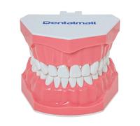 DENTALMALL Modello dentale Spazzolare Denti Pratica Denti Typodonts Modello Gomma Visibile Anatomia Dimostrazione Insegnamento Formato Standard 1pc