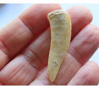 Dente di pesce fossile Enchodus libycus - bacino di Abdoun ouled - Marocco 4 cm