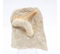 Dente di squalo otodus da 50 grammi e 45 millimetri, Minerale Otodus del Marocco, Pietra Autentica, Pezzo Esclusivo, Minerale Decorativo, Minerale di Serenità