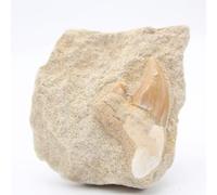 Dente di squalo otodus da 70 grammi e 55 millimetri, Minerale Otodus del Marocco, Pietra Autentica, Una singola copia, Pietra da Collezione, Minerale di Meditazione