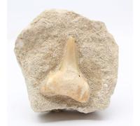 Dente fossile da 90 grammi e 50 millimetri, minerale Otodus del Marocco, pietra naturale, oggetto unico, minerale da collezione, pietra protettiva