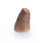 Dente preistorico di mosasauro, bellezza naturale, di alta qualità, dai sei anni