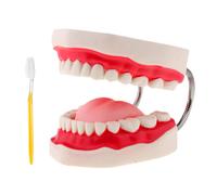denti della bocca umana denti modello didattico + ingrandimento spazzolino da