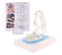 Denti di cane trasparenti Modello di dente della mascella Dimostrazione anatomica Dentizione veterinaria Aiuto canino Aiuto per cani Vertebre lombari Modello del coccige Anatomia Display Studio