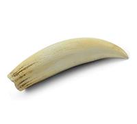 Denti di dinosauro a grandezza naturale modello di replica dei denti di dinosauro fossile per la decorazione domestica arte da collezione