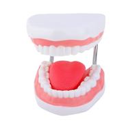 Denti Lingua Modello Anatomia Ingrandito Denti Anatomici Modello della Lingua Puntelli didattici per Rapporto Lezione Strumento Didattico Anatomico
