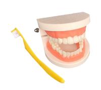 Denti Modello I Denti Educazione Sussidi Didattici Giocattolo Per