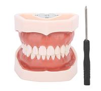 Denti staccabili Modello di Denti Modello di insegnamento Modello di dimostrazione standard Strumento di simulazione Denti Dentali Modello per la pratica di insegnamento con cacciavite, Modello di d