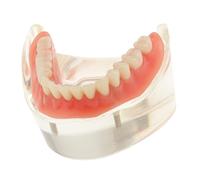 Denti Studio Insegnare Modello Overdenture Inferior 2 Implant Demo Model