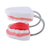 Denti umani Lingua Anatomia Modello allargato Anatomico Denti Modello Lingua Modello di insegnamento Puntelli per lezioni Rapporto Anatomico Strumento di insegnamento
