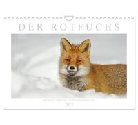 Der Rotfuchs (Wandkalender 2027 DIN A4 quer), CALVENDO Monatskalender