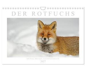 Der Rotfuchs (Wandkalender 2027 DIN A4 quer), CALVENDO Monatskalender