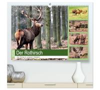 Der Rothirsch - Der König in unseren Wäldern (hochwertiger Premium Wandkalender 2026 DIN A2 quer), Kunstdruck in Hochglanz: Der Rothirsch ist wohl das imposanteste Tier in unsern Wäldern
