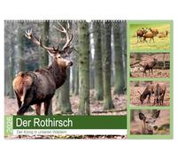 Der Rothirsch - Der König in unseren Wäldern (Wandkalender 2026 DIN A2 quer), CALVENDO Monatskalender: Der Rothirsch ist wohl das imposanteste Tier in unsern Wäldern