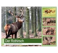 Der Rothirsch - Der König in unseren Wäldern (Wandkalender 2026 DIN A4 quer), CALVENDO Monatskalender: Der Rothirsch ist wohl das imposanteste Tier in unsern Wäldern