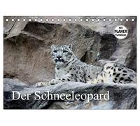 Der Schneeleopard (Tischkalender 2026 DIN A5 quer), CALVENDO Monatskalender: Die perfekte Raubkatze für das Leben im Gebirge.
