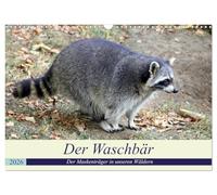 Der Waschbär - Der Maskenträger in unseren Wäldern (Wandkalender 2026 DIN A3 quer), CALVENDO Monatskalender: Der nachtaktive Kobold ist auch in unseren Wäldern weit verbreitet.