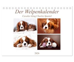 Der Welpenkalender - Cavalier King Charles Spaniel (Tischkalender 2026 DIN A5 quer), CALVENDO Monatskalender: Mit süßen Welpen durch das Jahr
