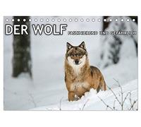 DER WOLF - faszinierend und gefährlich (Tischkalender 2026 DIN A5 quer), CALVENDO Monatskalender: Faszinierende Aufnahmen von Wölfen.