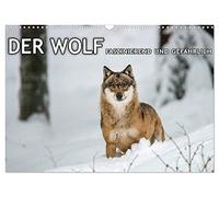 DER WOLF - faszinierend und gefährlich (Wandkalender 2026 DIN A3 quer), CALVENDO Monatskalender: Faszinierende Aufnahmen von Wölfen.