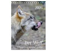 Der Wolf - Isegrim in den heimischen Wäldern - Kalender 2026 (Tischkalender 2026 DIN A5 hoch), CALVENDO Monatskalender: Einzigartige Aufnahmen von Wölfen in den heimischen Wäldern