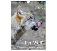 Der Wolf - Isegrim in den heimischen Wäldern - Kalender 2026 (Wandkalender 2026 DIN A4 hoch), CALVENDO Monatskalender: Einzigartige Aufnahmen von Wölfen in den heimischen Wäldern