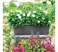 Deroma Jardiniere rettangolare Day R antracite - 50 cm