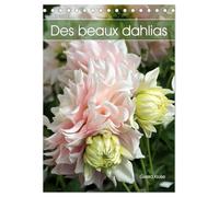 Des beaux dahlias (Calendrier de bureau 2025 DIN A5 horizontal), CALVENDO calendrier mensuel: Les dahlias du jardin fascinent par leurs innombrables formes et couleurs
