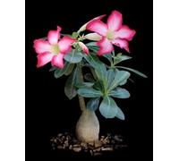 Desert Rose (Adenium Obesum) 20 Semi Seeds ONLY