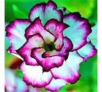 Desert Rose Bulbi a Balcone Splendida Radice Alta Valore Ornamentale Forti Lampadine Speciale-2 Lampadine Seeds ONLY