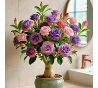 Desert Rose - Radici - Emana un delicato profumo di violetta - Una Hosta rara - Di facile cura - Un elemento d'accento ideale per il giardino-1 Wurzeln-H