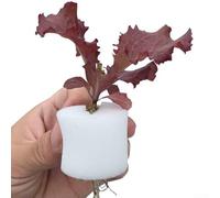 Desiumite 50 tazze a rete per piante e 50 spugne cilindriche per iniziare, crescere con design a rete scanalata, aerazione per lo sviluppo delle radici,