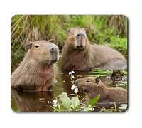 Destination Vinyl Ltd Confortevole Tappetino Mouse - Capybara Piscina Family23.5 x 19.6 cm (9.3 x 7.7 Pollici) per Il calcolatore & Computer Portatile, Ufficio, Regalo, Base Antiscivolo - RM21314