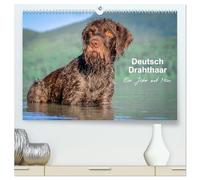 Deutsch Drahthaar - Ein Jahr mit Max (hochwertiger Premium Wandkalender 2026 DIN A2 quer), Kunstdruck in Hochglanz: Jagdhundästhetik pur für jeden Monat
