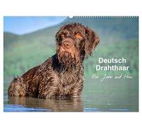 Deutsch Drahthaar - Ein Jahr mit Max (Wandkalender 2026 DIN A2 quer), CALVENDO Monatskalender: Jagdhundästhetik pur für jeden Monat