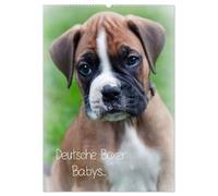 Deutsche Boxer Babys... (Wandkalender 2026 DIN A2 hoch), CALVENDO Monatskalender: 12 Bilder von Boxergeschwistern!