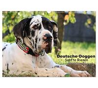 Deutsche Doggen - Sanfte Riesen (Wandkalender 2026 DIN A3 quer), CALVENDO Monatskalender: Die Deutsche Dogge ist ein liebevoller Riese, der viel ... sie mit ihrem freundlichen Wesen im Sturm.