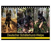 Deutscher Schäferhund-Welpe - aus der Ostdeutschen Arbeitslinie (Tischkalender 2026 DIN A5 quer), CALVENDO Monatskalender: Dieser tierische Kalender ... auf dem Weg des Erwachsen-Werdens.