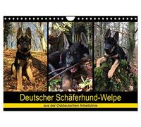Deutscher Schäferhund-Welpe - aus der Ostdeutschen Arbeitslinie (Wandkalender 2026 DIN A4 quer), CALVENDO Monatskalender: Dieser tierische Kalender ... auf dem Weg des Erwachsen-Werdens.