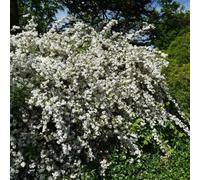 Deutzia gracilis Nikko 2L - È considerata una pianta dal profumo molto intenso