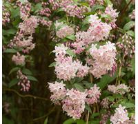 Deutzia rosea Campanulata 2L - Forma regolare e fioritura molto abbondante