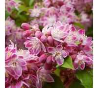 Deutzia 'Strawberry Fields' - Arbusto fiorito rosa vibrante - Ideale per giardini rustici e bordure.