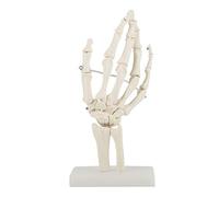 DEWIN Mano Articolata Scheletro Anatomico,Mano Modello Anatomico Modello Anatomico Scheletro Mani Scheletro Modello Anatomico Articolazioni/Legamenti delle Mani