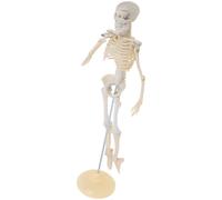 Di Anatomia Apprendimento Modellino Corpo Umano Per Bambini