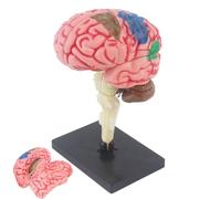 di anatomia cerebrale, cervello per la psicologia fai da te, codifica a colori