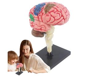 di anatomia del cervello, di cervello per la psicologia Anatomia didattica | anatomico per l'insegnamento delle neuroscienze, la formazione