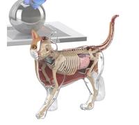 di Anatomia del Gatto 4D Strumento Didattico Veterinario 4D