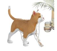 Di Anatomia Del Gatto - Cubo Di Studio Sugli Animali Con Strumento