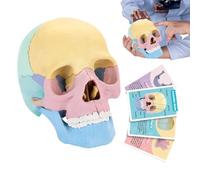 Di Anatomia Del Giocattoli Anatomici Dello Scheletro Anatomia Della Testa